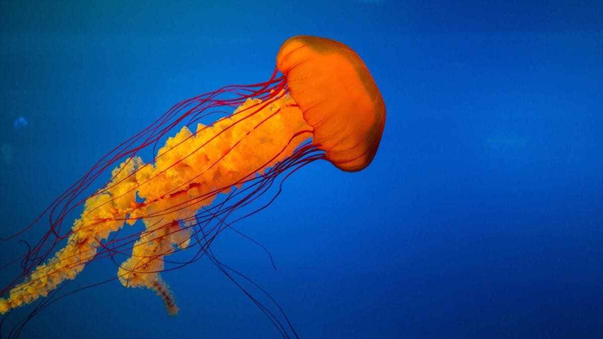 Intimate omakase counter at Hwaro Korean restaurant in Times Square NYC